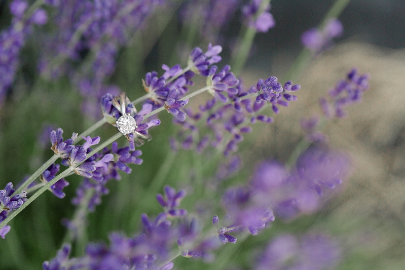 Pennsylvania-Lavender-Farm-Engagement-by-Adrienne-Matz-Photography_0002.jpg