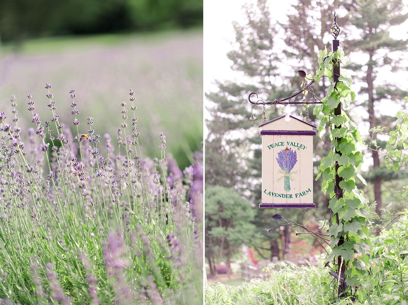 Pennsylvania-Lavender-Farm-Engagement-by-Adrienne-Matz-Photography_0028.jpg